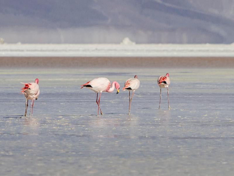 Ibis Budget Καλάμα Εξωτερικό φωτογραφία